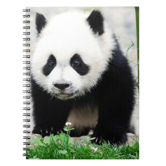 Caderno Espiral Bebês Mais Pobres | Bebê-Panda (Frente)