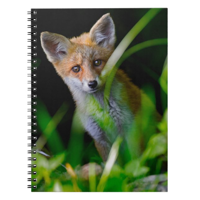 Caderno Espiral Bebês Mais Pobres | Bebê-Raposa Vermelha (Frente)