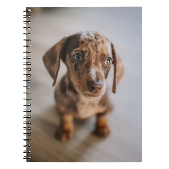 Caderno Espiral Bebês Mais Pobres | Castanho Dachshund Puppy (Frente)
