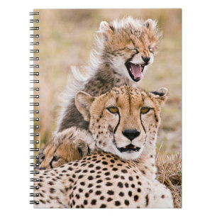 Caderno Espiral Bebês Mais Pobres   Chita Cat & Cub