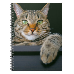 Caderno Espiral Bebês Mais Pobres   Cinza por rosto de gato