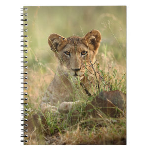 Caderno Espiral Bebês Mais Pobres Cubo-Leão-Bebê