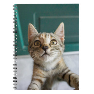 Caderno Espiral Bebês Mais Pobres Cute Tabby Kitten