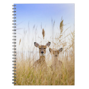 Caderno Espiral Bebês Mais Pobres Dois Jovens Veados Brancos