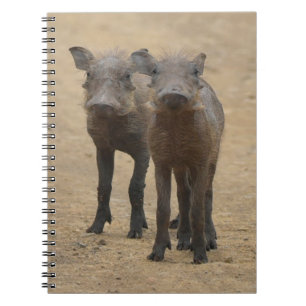 Caderno Espiral Bebês Mais Pobres   Dois Jovens Warthogs