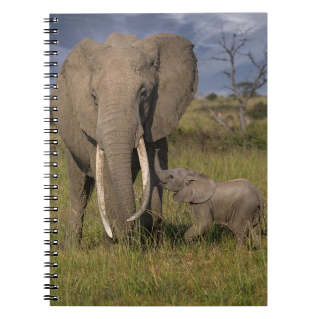 Caderno Espiral Bebês Mais Pobres | Elefante Amama Com Bebê (Frente)
