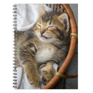 Caderno Espiral Bebês Mais Pobres Gato-Gato-Gato