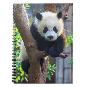Caderno Espiral Bebês Mais Pobres   Giant Panda Cub