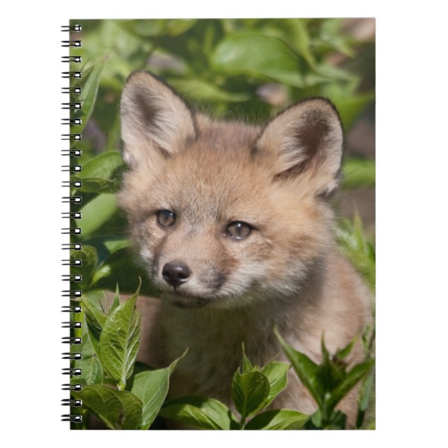 Caderno Espiral Bebês Mais Pobres | Kit Fox (Frente)