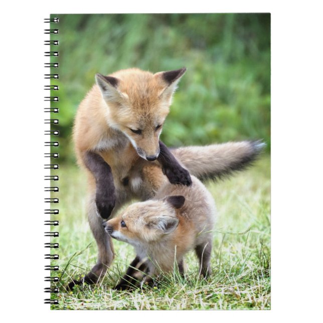 Caderno Espiral Bebês Mais Pobres | Kit Fox Adorável e Mama (Frente)