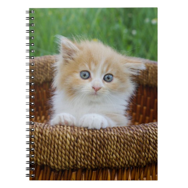 Caderno Espiral Bebês Mais Pobres | Kitten Azul (Frente)