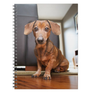 Caderno Espiral Bebês Mais Pobres Mini Dachshund Puppy