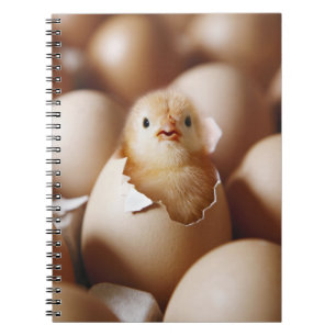 Caderno Espiral Bebês Mais Pobres Novo Pintinho