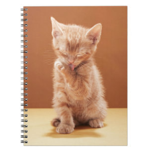 Caderno Espiral Bebês Mais Pobres Orange Tabby Kitten