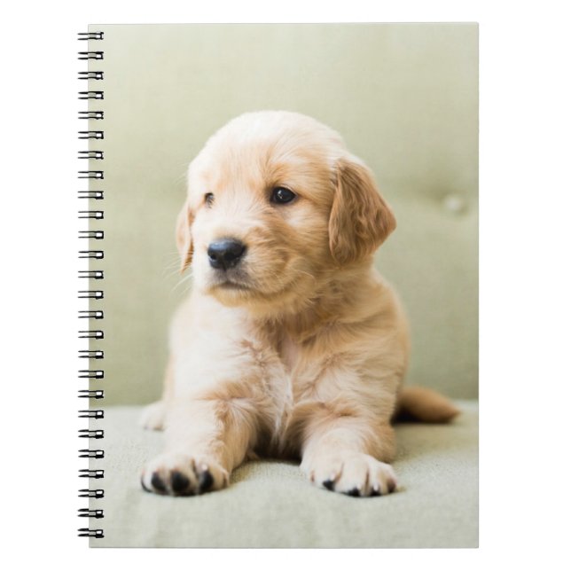 Caderno Espiral Bebês Mais Pobres | Ouro Retriever Puppy (Frente)