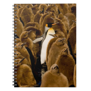 Caderno Espiral Bebês Mais Pobres Pinguim Entre Jovens