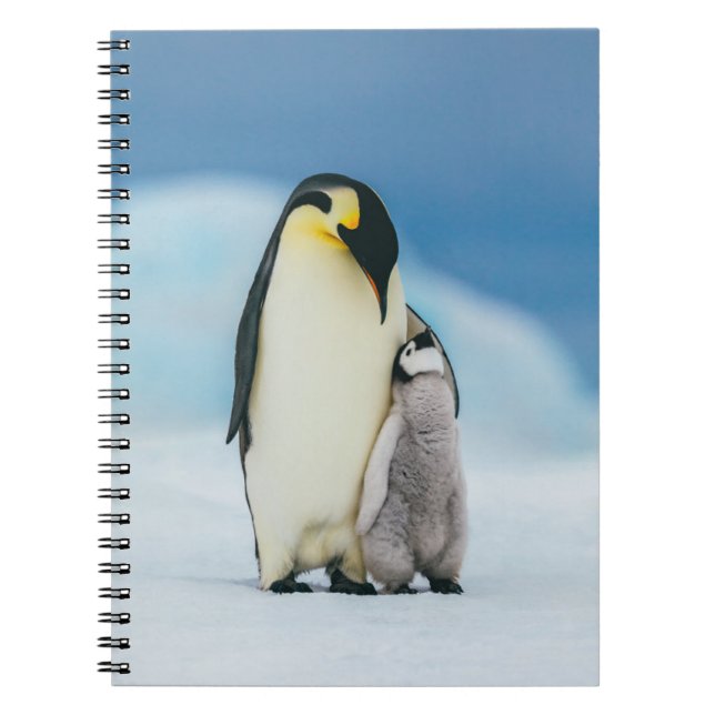 Caderno Espiral Bebês Mais Pobres | Pintinho Imperador Pinguim (Frente)