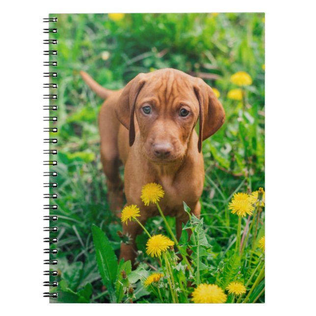 Caderno Espiral Bebês Mais Pobres | Pointer Puppy (Frente)