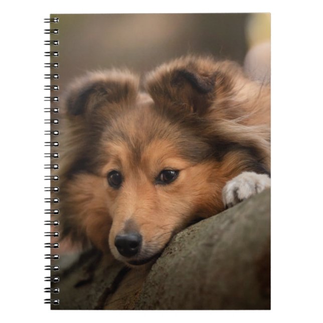 Caderno Espiral Bebês Mais Pobres | Shetland Sheepdog Puppy (Frente)
