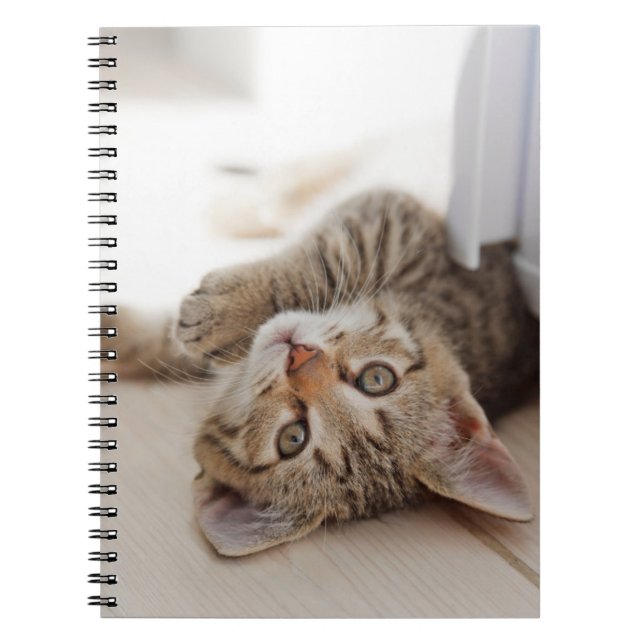 Caderno Espiral Bebês Mais Pobres | Shorthair Tabby Kitten (Frente)