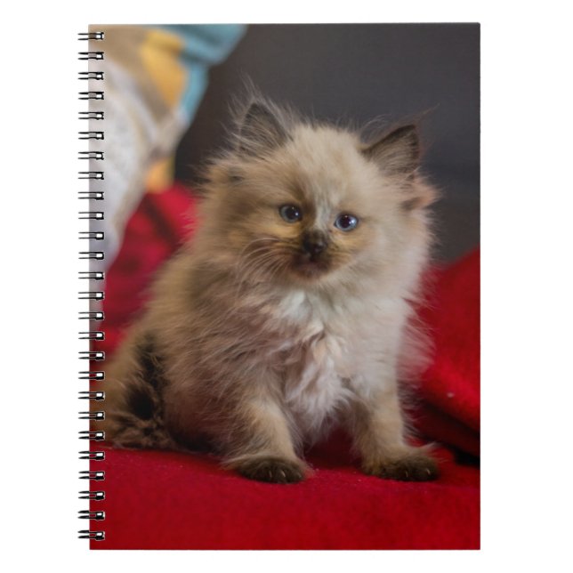 Caderno Espiral Bebês Mais Pobres | Siamese Kitten (Frente)