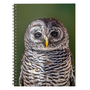 Caderno Espiral Bebês Mais Pobres   Tawny Owl