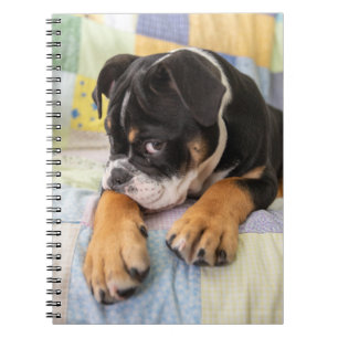 Caderno Espiral Bebês Mais Pobres Tímido Bulldog Inglês