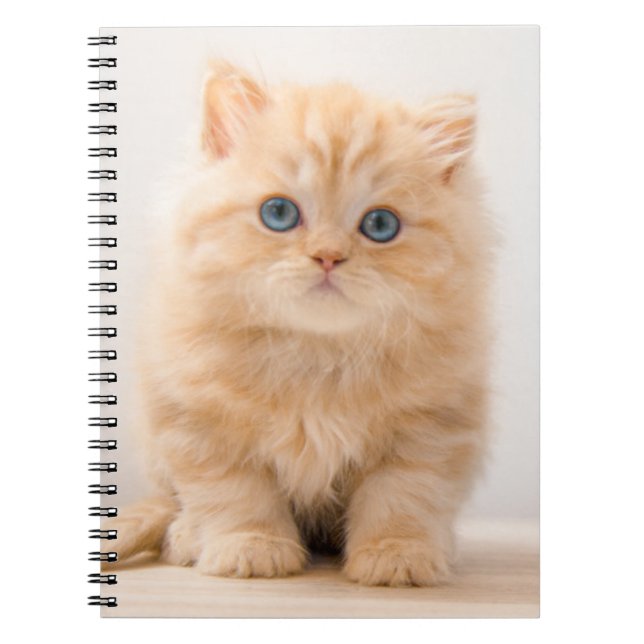 Caderno Espiral Bebês Mais Pobres | Um Gatinho De Palha Britânico (Frente)