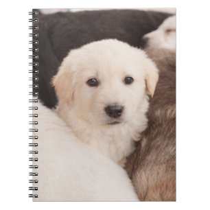 Caderno Espiral Bebês Mais Pobres Uma pilha de aves
