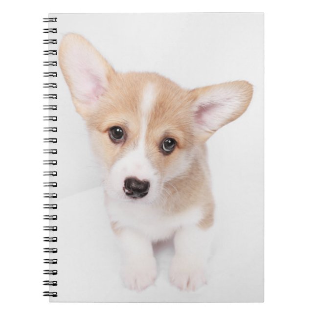 Caderno Espiral Bebês Mais Pobres | Young Corgi Puppy (Frente)