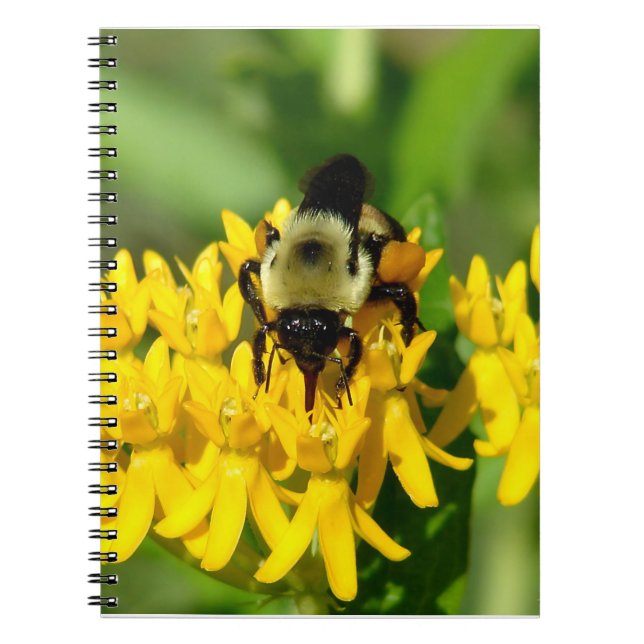 Caderno Espiral Bee Feasting on Butterfly Weed Wildflowers (Frente)