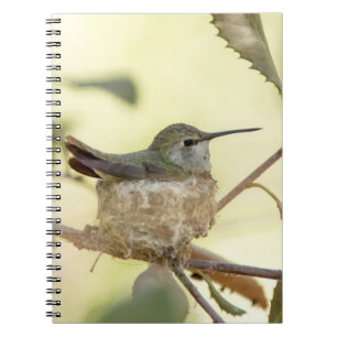 Caderno Espiral Beija-flor fêmea no ninho