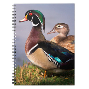 Caderno Espiral Beira do lago, Pato-mandarin
