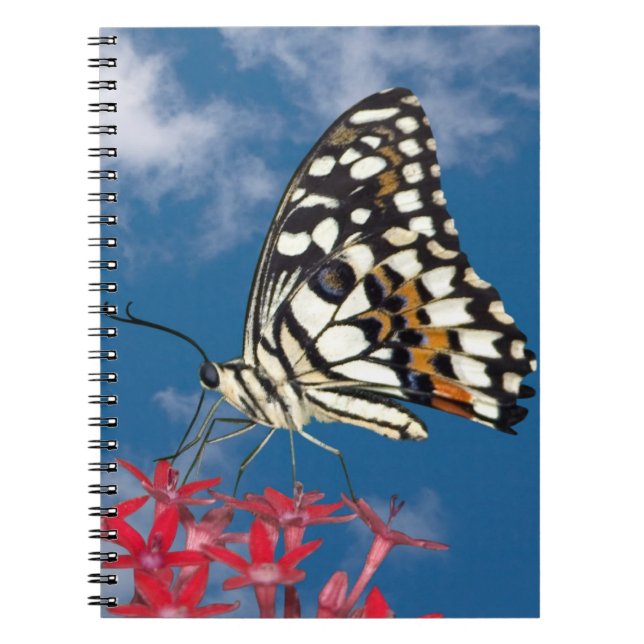 Caderno Espiral Bela Borboleta (Frente)