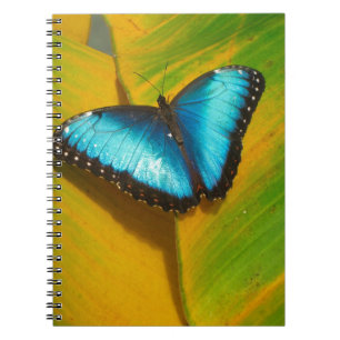 Caderno Espiral Bela Borboleta Iridescente