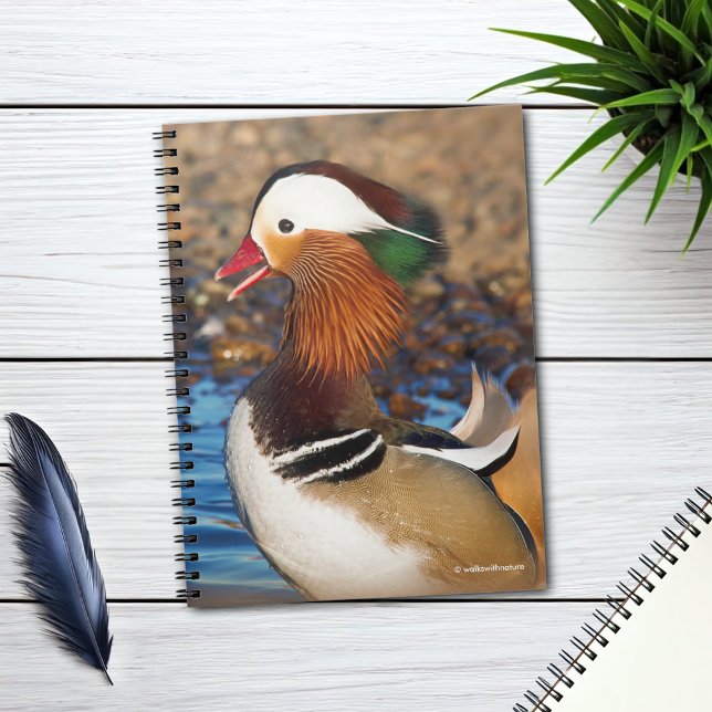 Caderno Espiral Bela Chatty, Pato Mandarim no Pond (Chatty Mandarin Duck at the Lake Journal Cover Photo)