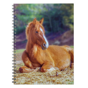 Caderno Espiral Bela Coluna de Cavalo