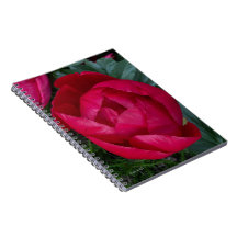 Bela Pensão Vermelha