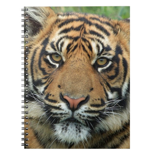 Caderno Espiral Bela Tigre (Frente)