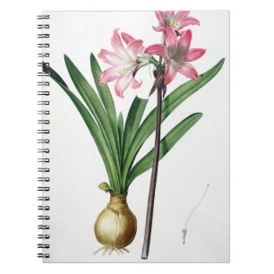Caderno Espiral Beladona do Amaryllis, de "Les Liliacees", engrav