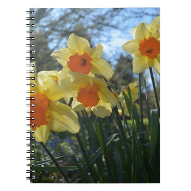 Caderno Espiral Belas flores de narciso amarelo e laranja da prima (Frente)
