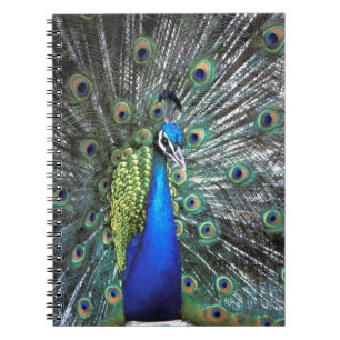 Caderno Espiral Belíssimo pavão espalhando penas coloridas