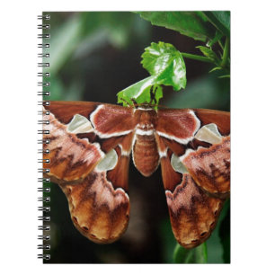 Caderno Espiral Belo Atlas Moth