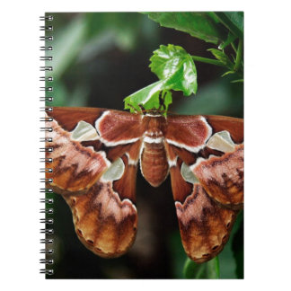 Caderno Espiral Belo Atlas Moth