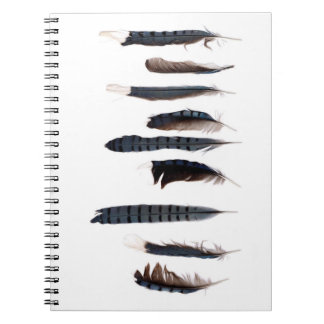 Caderno Espiral Belo Blue Jay Feather