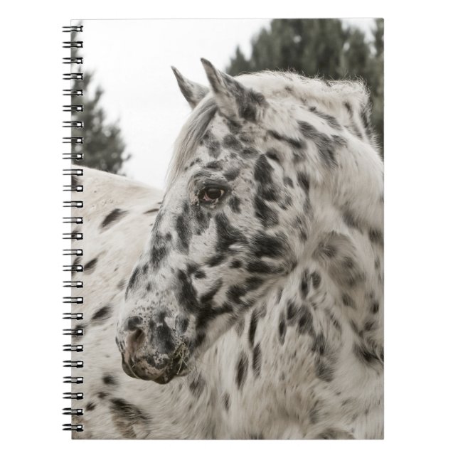 Caderno Espiral Belo Cavalo Negro e Branco Appaloosa (Frente)