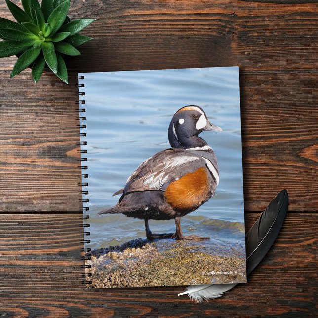 Caderno Espiral Belo Duque Harlequin na Rock (Beautiful Harlequin Duck at the Beach Journal Cover Photo)