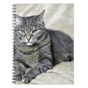 Caderno Espiral Belo Gato