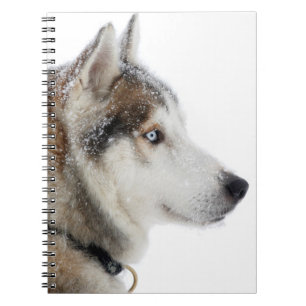 Caderno Espiral Belo Husky Siberiano na neve