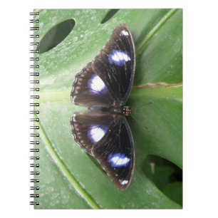 Caderno Espiral Belo notebook com borboleta azul
